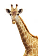 Giraffe portrait Wall Decal