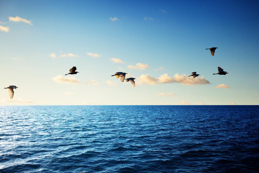 Birds and Caribbean Sea