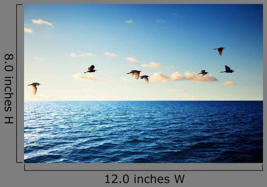 Birds and Caribbean Sea