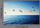 Birds and Caribbean Sea