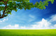 Field Grass and Perfect