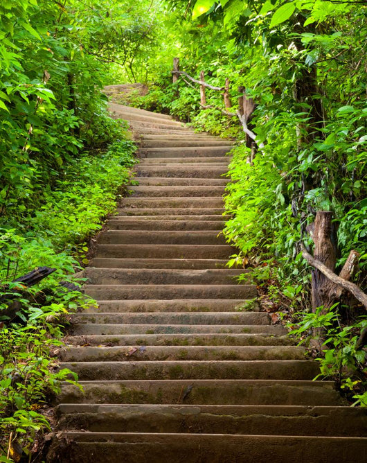 Stairway to Forest