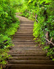 Stairway to Forest