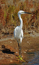 Portrait White Egret Marsh Wall Mural