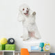 White Toy Poodle Gives