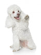 White Toy Poodle Gives