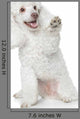 White Toy Poodle Gives