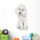 White Toy Poodle White
