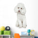 White Toy Poodle White
