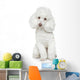 White Toy Poodle White