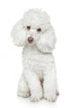 White Toy Poodle White