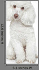 White Toy Poodle White