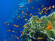 Underwater Landscape with Coral Wall Decal