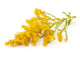 Goldenrod Wall Decal
