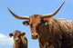 Longhorn Cattle Wall Mural
