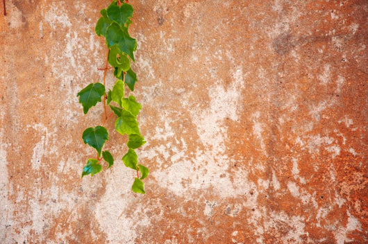 Old Wall