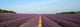 Lavenders Wall Decal