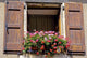 France Shutters Window Flowers
