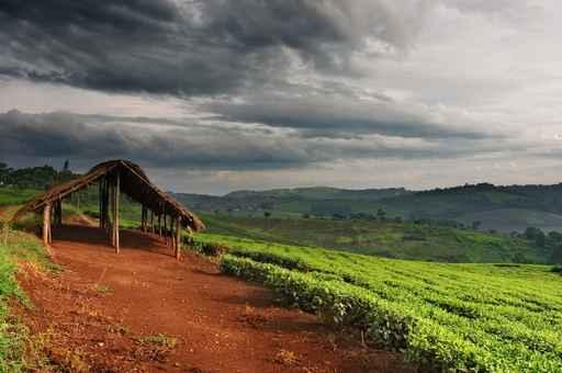 Tea Plantation Uganda Wall Decal