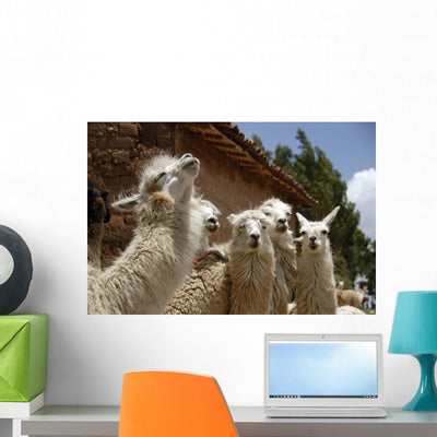 Peruvian Llamas Wall Decal shown on a wall