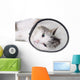 Cat Wearing Protective Elizabethan Wall Decal