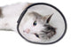 Cat Wearing Protective Elizabethan Wall Decal