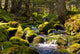 Rapid Stream through Forrest Wall Decal