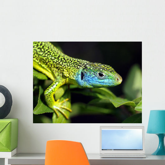 Green Lizard Wall Decal