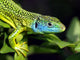 Green Lizard Wall Decal