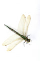Dragonfly up Wall Decal