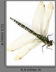 Dragonfly up Wall Decal
