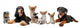 Group Puppies Wall Decal
