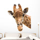 Giraffe Closeup Wall Decal