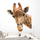 Giraffe Closeup Wall Decal