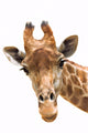 Giraffe Closeup Wall Decal