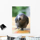Parrot Grey Gabon Running Wall Decal