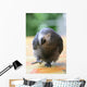 Parrot Grey Gabon Running Wall Decal