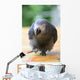Parrot Grey Gabon Running Wall Decal