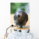 Parrot Grey Gabon Running Wall Decal