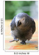 Parrot Grey Gabon Running Wall Decal