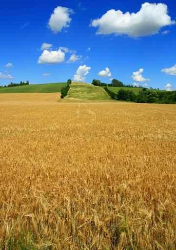 Summer Field Landscape - Vertical Wall Decal