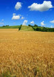 Summer Field Landscape - Vertical Wall Decal