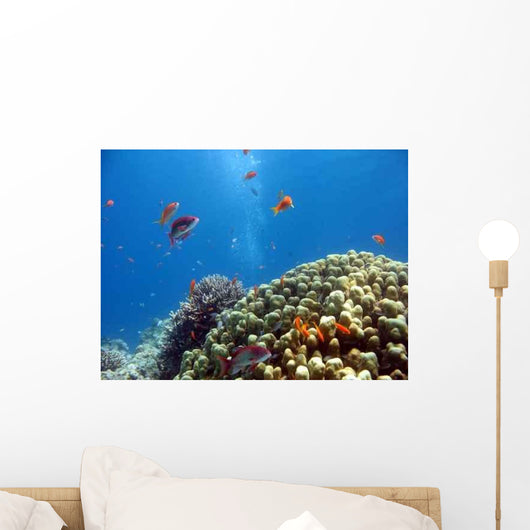 Coral Reef Scene 1 Wall Decal