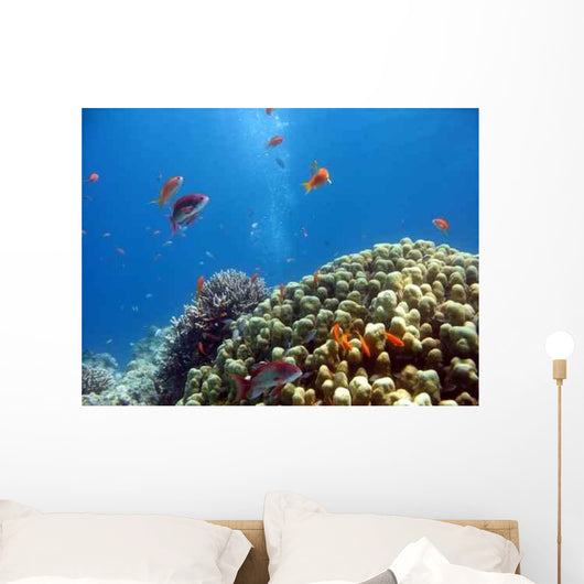 Coral Reef Scene 1 Wall Decal