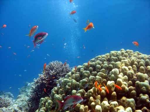 Coral Reef Scene 1 Wall Decal