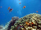 Coral Reef Scene 1 Wall Decal