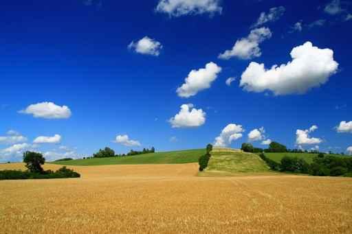 Summer Field Landscape - Horizontal Wall Decal