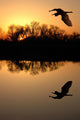 Golden Sunset and Silhouette Wall Decal