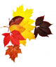 Colorful Autumn Leaves Wall Decal