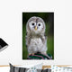 Up Baby Tawny Owl Wall Decal